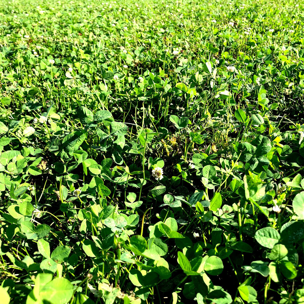 Ani-Logics Outdoors Crush Seeds of Science Clover plus Alfalfa Deer Food Plot, 10 lb Bag S510
