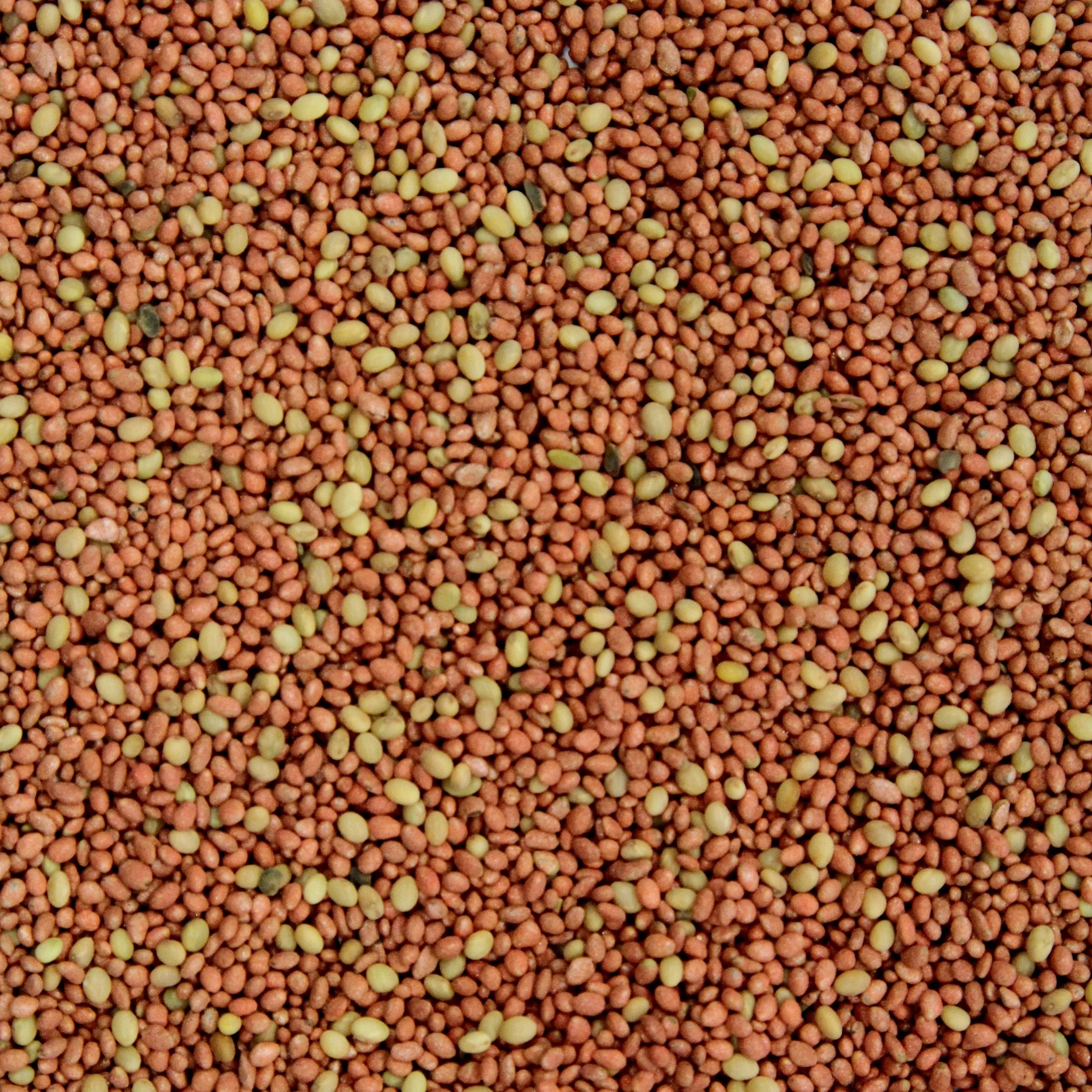 Ani-Logics Outdoors Crush Seeds of Science Clover plus Alfalfa Deer Food Plot, 10 lb Bag S510