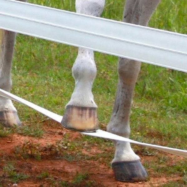 CenFlex Flexible Horse Fence Rail 660 ft. Brown H3948